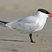 Caspian Tern